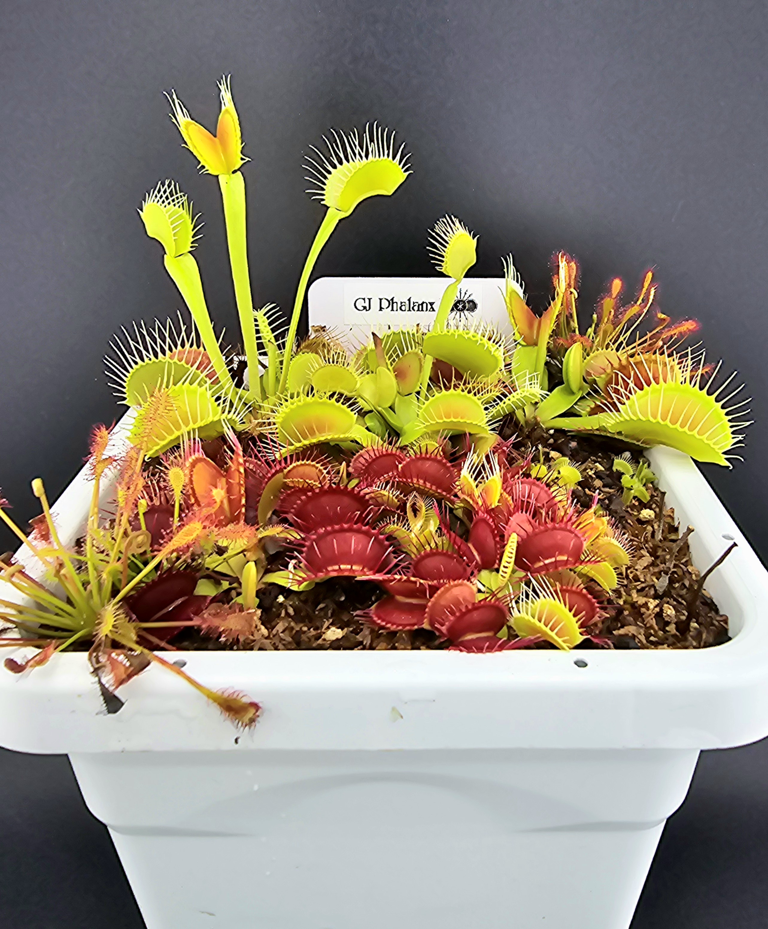 BCP】【複数芽】Dionaea muscipula 'GJ Phalanx' [BCP ID# 2081